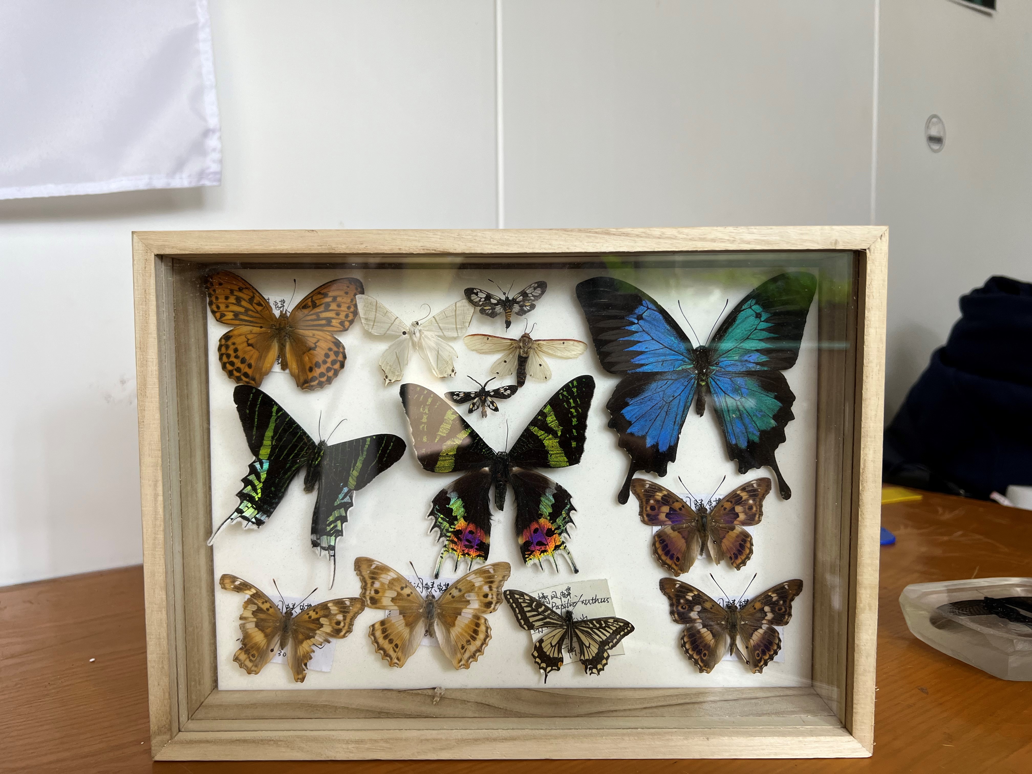 社员们制作的蝴蝶标本